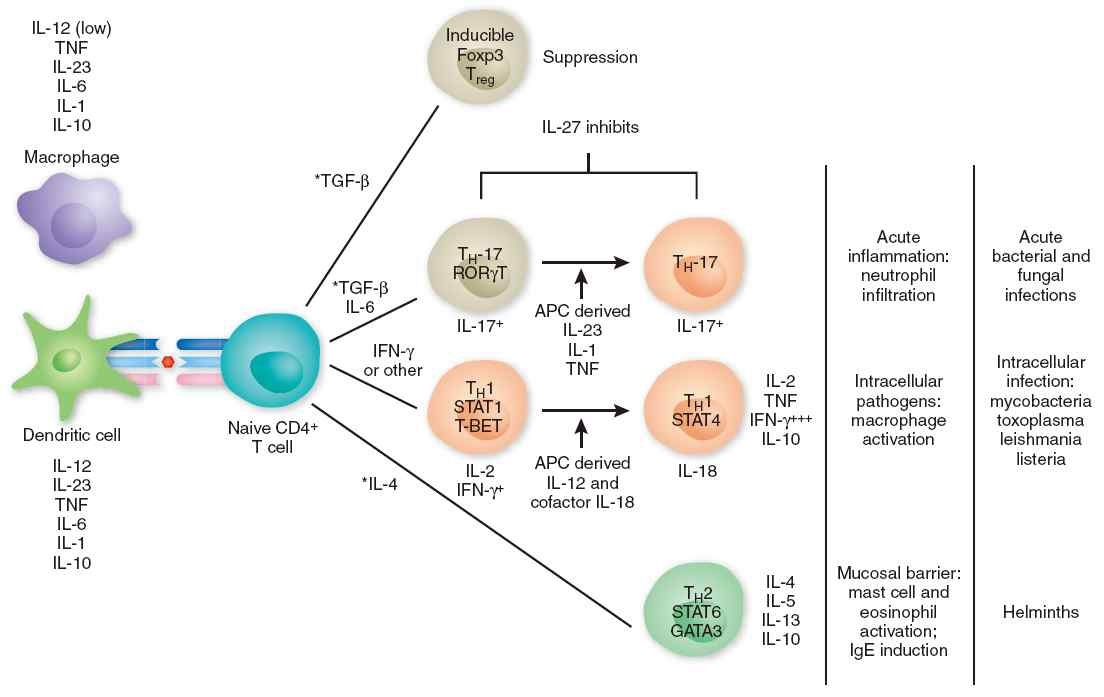 그림2 T세포의 분화와 사이토카인