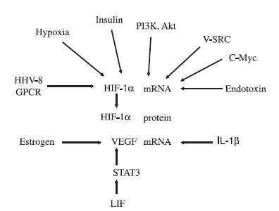 그림2, VEGF의 transcriptional control