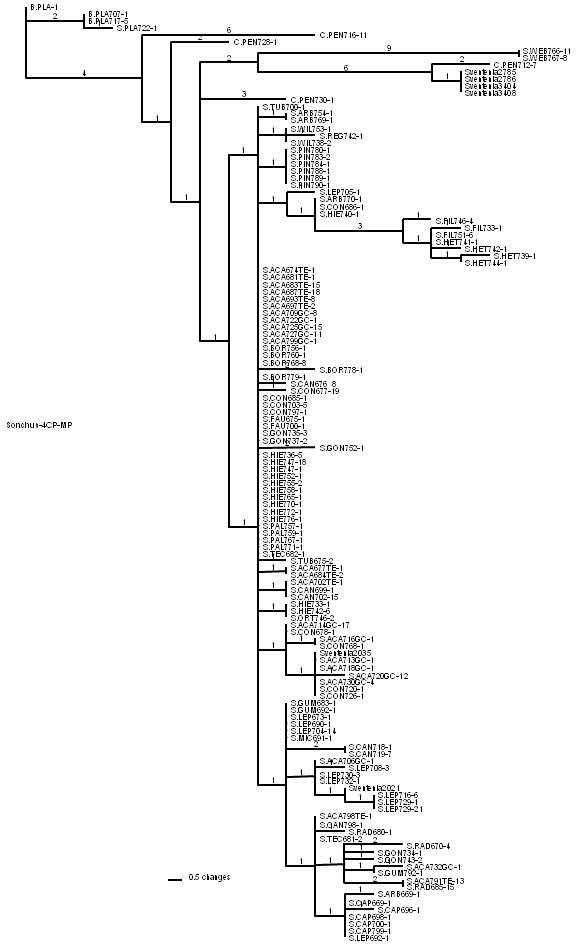 그림 1. Canary군도 목본성 Sonchus alliance의 4개의 통합된 chloroplast DNA 구간(rpl32/trnL, petA/psbJ, ndhA, trnK/rps16)의 염기서열 분석에 근거한 most parsimonious tree 중의 한 tree