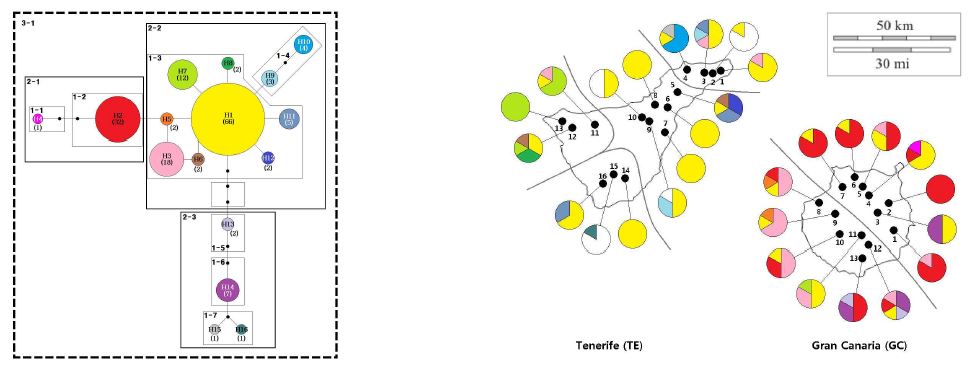 그림 2. Sonchus acaulis 5 cpDNA 유전자간영역의 haplotype network 와 nesting design (좌) 및 haplotype 의 분포 (우)