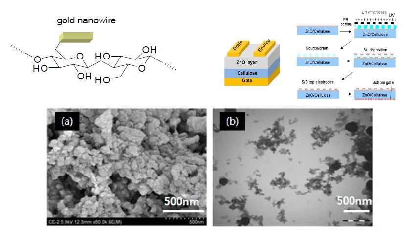 그림4. 셀룰로오스 나노물질 Hybrid 재료의 화학구조, 및 ZnO공정 (위) 그리고 SEM사진 및 TEM결과