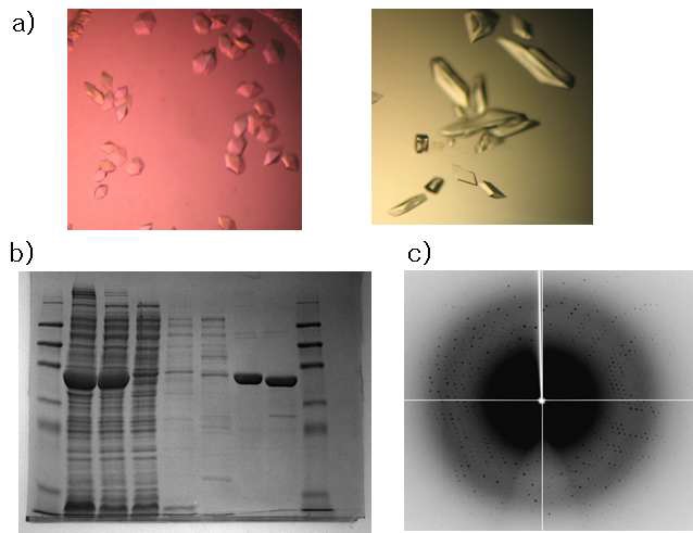 그림 7 Streptococcus mutans (SM-PDH)로부터 얻어진 prephenate dehydrogenase(PDH)의 결정사진 및 SDS-PAGE, 회절실험사진