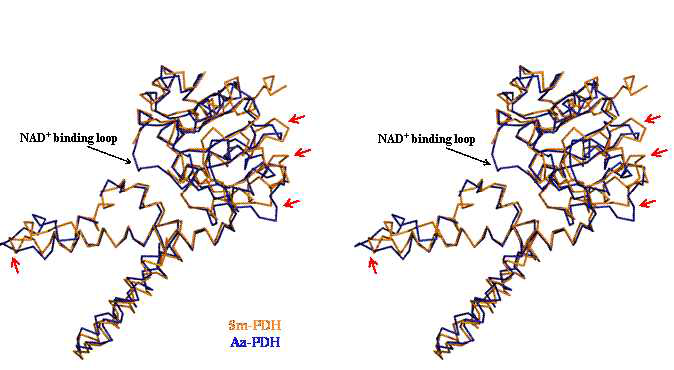 그림 8. Sm-PDH와 Aa-PDH 의 구조비교