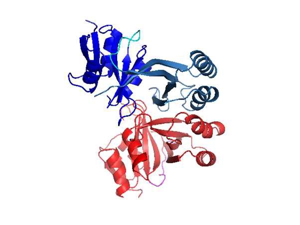 그림 13. Sm-PDT 단백질의 결정구조