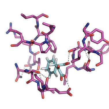 그림. 16 열림구조인 Sa-PDT의 기질 결합부 위에 가상으로 ligand를 결합시킨 모습