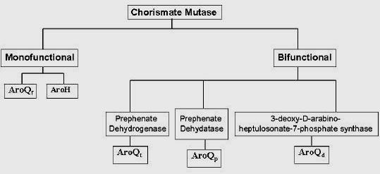 그림 3 기능과 구조에 의해 분류한 Chorismate Mutase 관련 단백질(군)