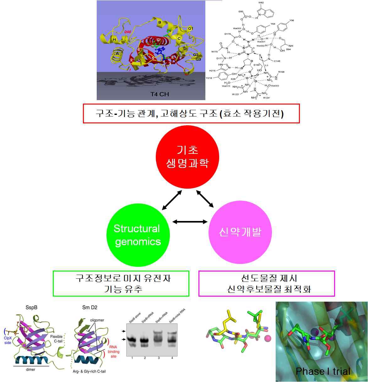 그림 3. 단백질 구조 정보의 활용
