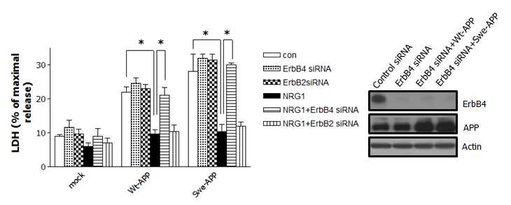 그림 1. NRG1의 ErbB4 receptor를 통한 신경보호 효과