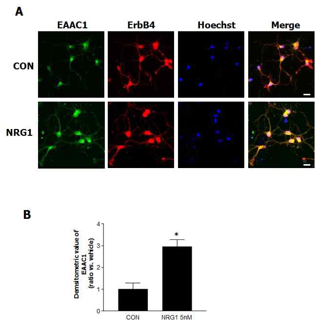 그림 2. Pirmary cortical neuron에서 의 EAAC1과 Erb B4 발현 변화