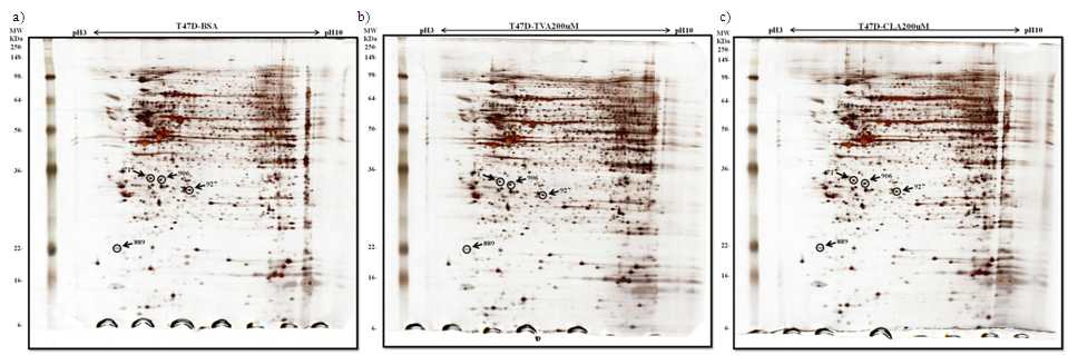 Figure 8. Comparison of 2-DE images of T47D cell proteins treated with a) BSA, b) TVA 200uM, c) CLA 200uM