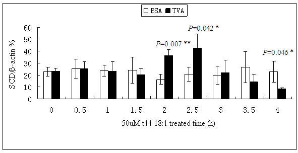 Figure 12. Western blotting results of SCD in MAC-T cells treated 50 uM t11C18:1