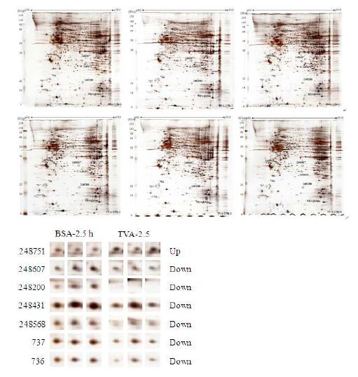 Figure 13. Deferentially expressed proteins profiles of MAC-T cells in TVA-2.5h/BSA-2.5h