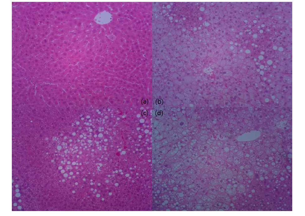 Fig. 5. representative H&E staining results of control