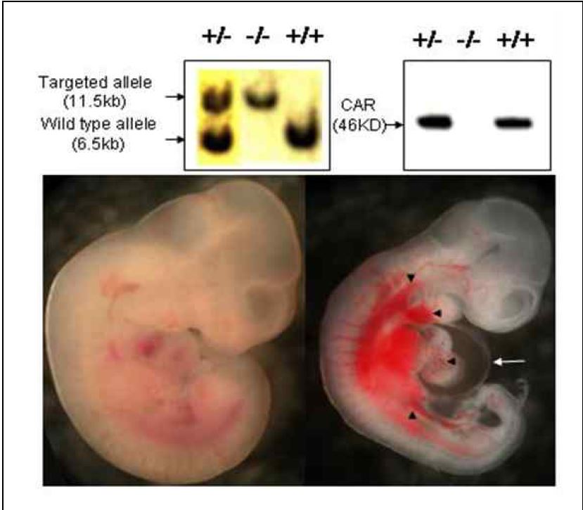 그림2. Germ-line CAR deleted mutant mouse embryo