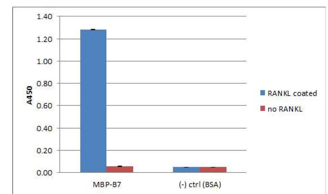 그림 8. MBP-B7 단백질의 RANKL에 대한 특이적인 결합을 ELISA로 확인함
