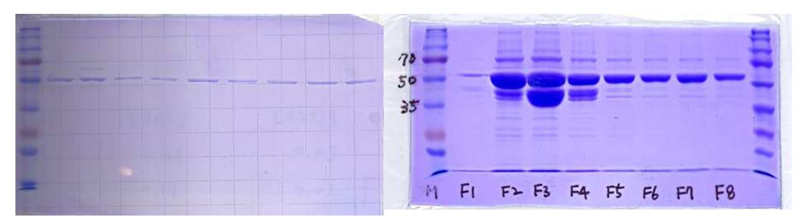 그림 10. (a) 정제된 MBP-D8 (anti-FITC ZnF) 및 point mutants. (b) MBP-B7 (anti-RANKL)의 amylose resin을 이용한 정제 fraction들