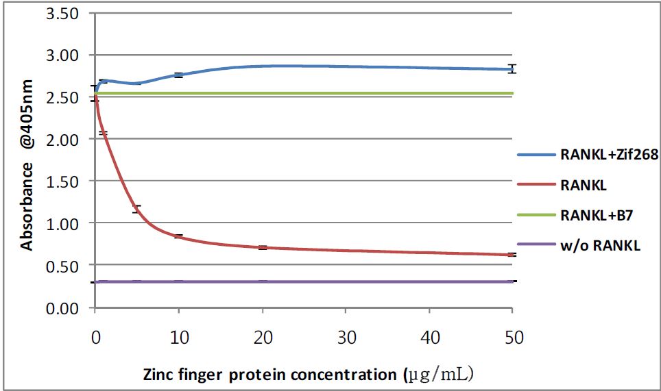 그림 18. RAW264.7 세포주를 4일간 RANKL(160 ng/mL)과 MBP-B7 (0 ~ 50 μg/mL) 혹은 MBP-Zif268 (동일농도, negative control) 처리한 후 p-nitrophenylphosphate로 TRAP 활성을 측정함