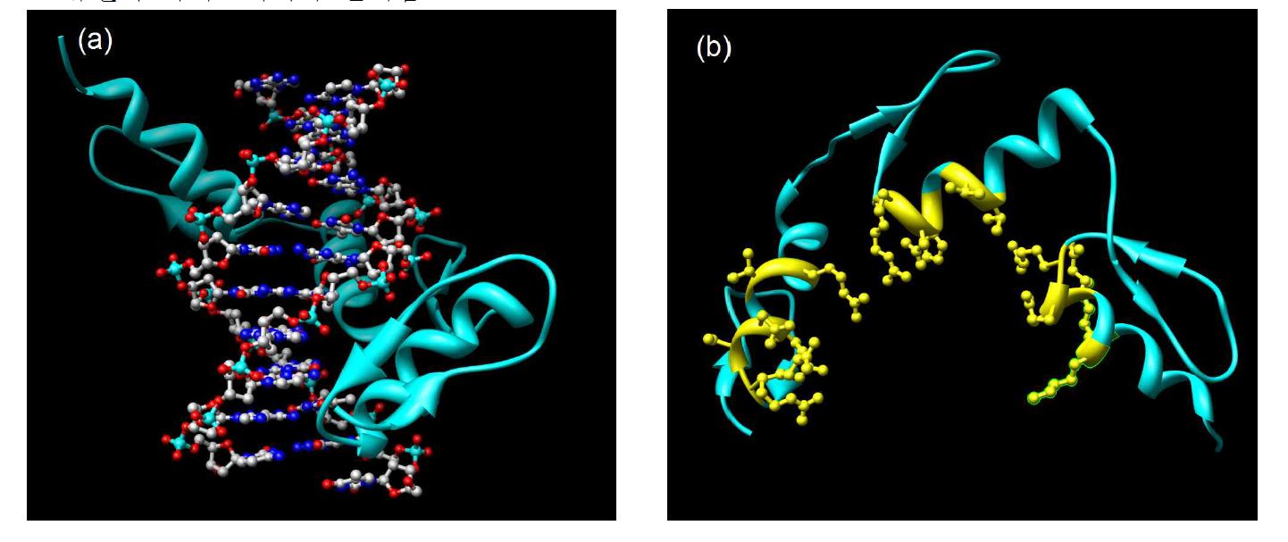 그림 1. (a) Zinc finger protein인 Zif268이 DNA와 결합하고 있는 구조. (b) Zif268의 구조. DNA와 상호작용하는 아미노산 잔기들이 노란색으로 표시되어 있으며, 이 위치들은 randomize하여 phage display selection에 이용될 수 있음이 보고되어 있다