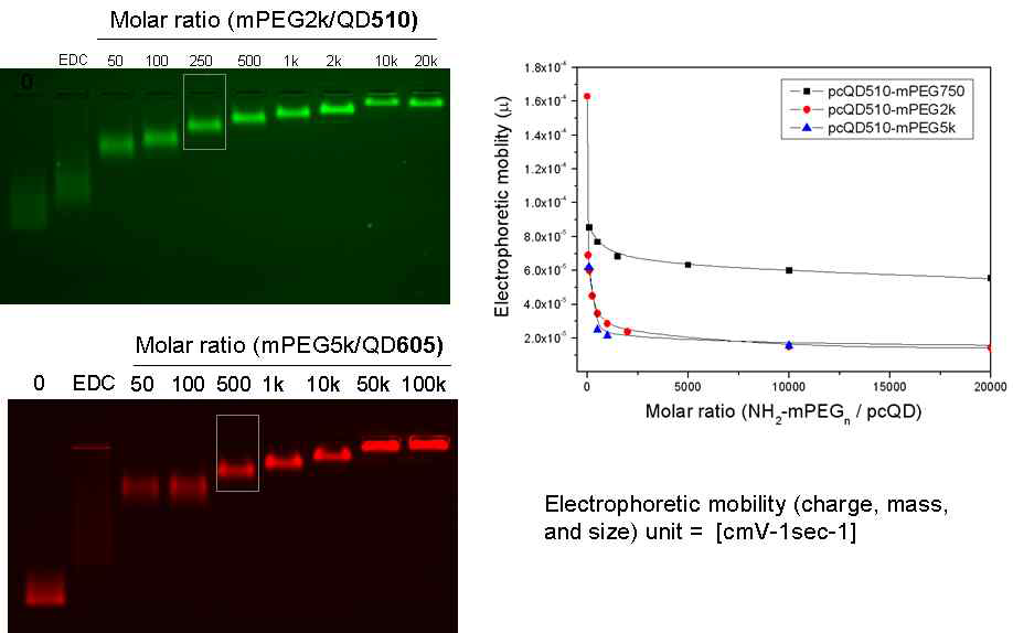 그림 1. DAPEG 고분자로 코팅된 양자점 (녹색 형광의 QD510, 적색 형광의 QD605)의 전기이동도 특성