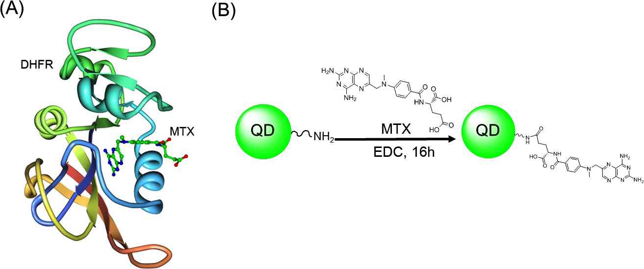 그림 5. (A) 모델시스템으로 사용된 DHFR과 MTX간 결합모델 (PDB 1rx3) (B) amino-PEG로 수식된 양자점과 MTX 분자의 공액결합 반응