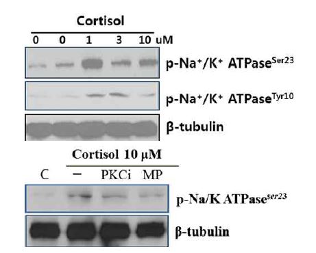 코티솔과 단백질키나제C에 의한 나트륨펌프의 활성 조절