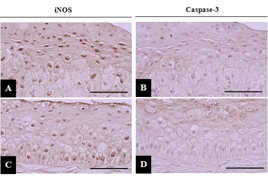 Fig 5. The representative profiles of iNOS and Caspase-3- immunoreactive cells in cornea epithelium of Control (A, B) and MSC (C, D) groups