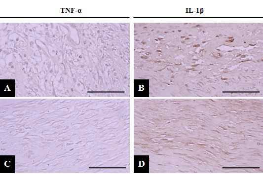 Fig 6. The representative TNF-α- and IL-1β-immunoreactive cells in cornea stroma of Control (A, B) and MSC (C, D) groups