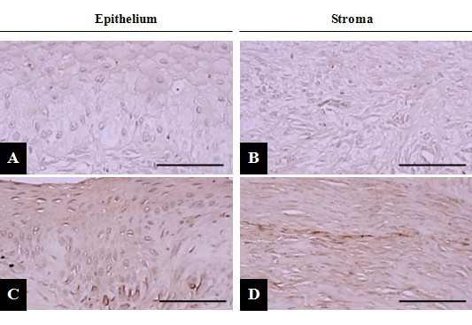 Fig 9. The representative CD105-immunoreactive cells in cornea epithelium and stroma of Control (A, B) and MSC (C, D) group