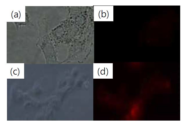 그림 3. NaOCl 첨가 후 세포내 근적외선 형광 이미지