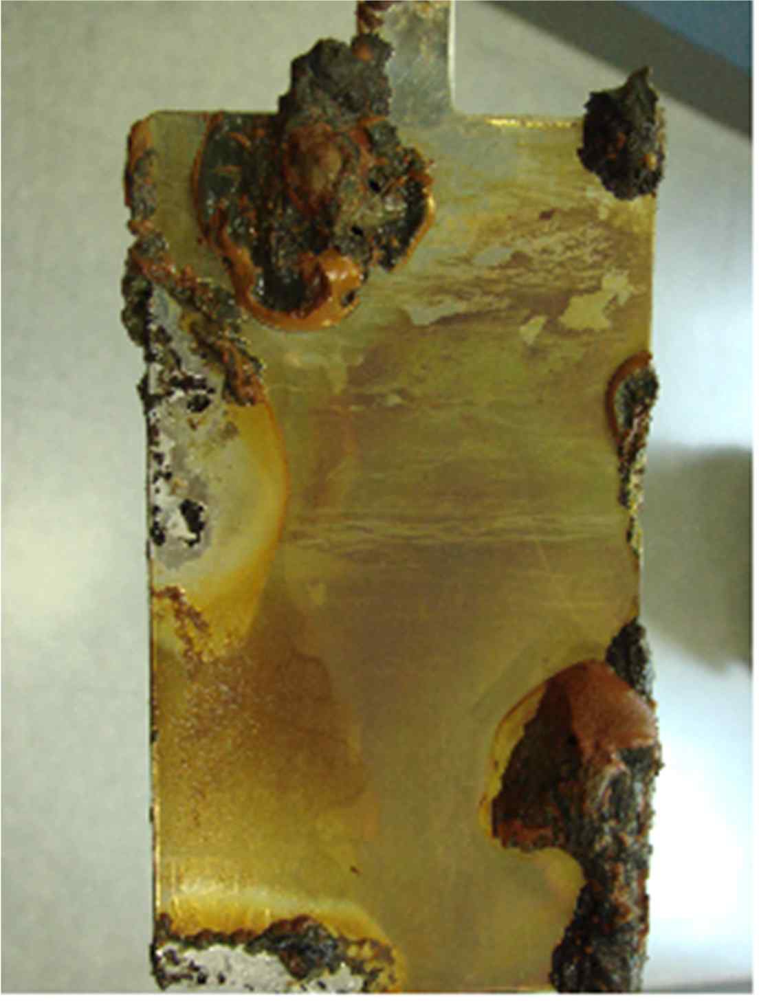 그림 8. Chamber B bioanode (stainless steel)에 부착된 미생물