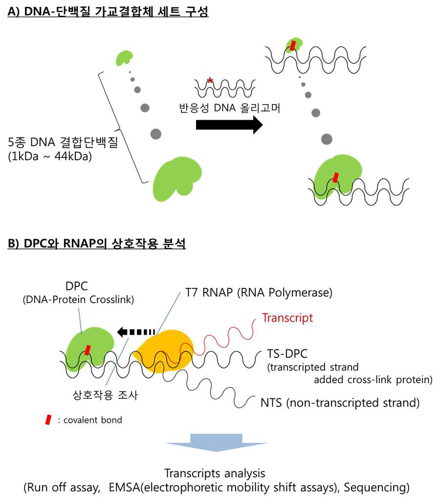 [보고서]생물활성형 DNA-단백질 가교 겹합체 설계를 통한 새로운 상호작용체 분석 시스템의 개발