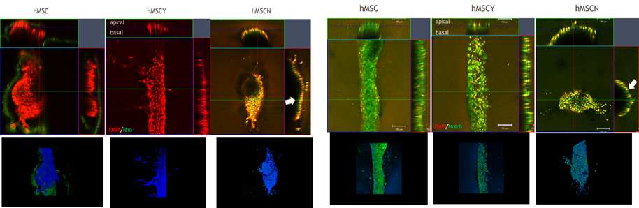 그림 7 hMSC가 패터닝된 3차원 구조물 안에서의 Rho와 Notch의 면역조직화학법 평가 비교