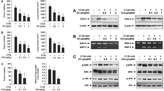 Fig. 1. 동물실험 모델에서 DC, ChA의 대장암 전이 및 증식 억제 효능 평가