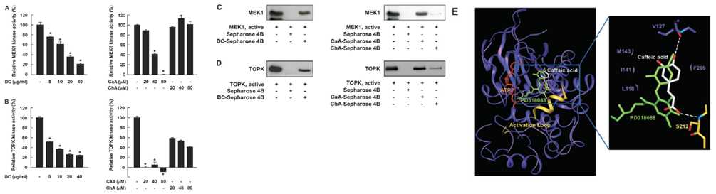 Fig. 2. DC, CaA의 MEK1 및 TOPK 단백질의 활성 억제 효능 탐색