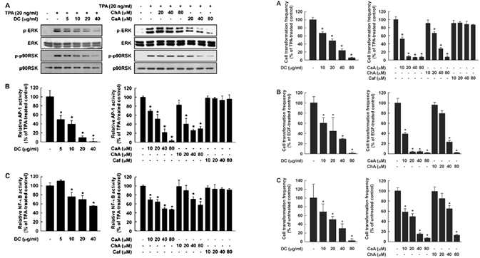 Fig. 3. 세포주 모델에서 DC, ChA, CaA의 발암 촉진 관련 신호전달 체계 억제 효능 탐색