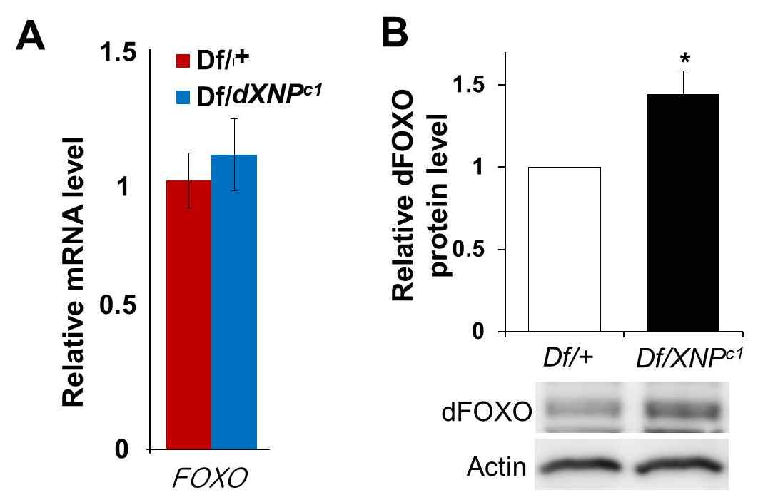 그림 4. dXNP 기능상실 돌연변이에서 dFOXO 발현 조사