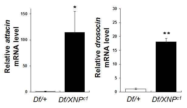 그림 5. dXNP 기능상실 돌연변이에서 dFOXO 타겟 유전자들의 발현 확인