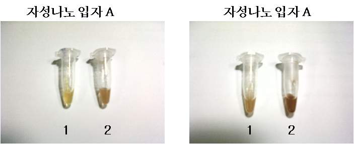 그림 10. 자성 나노입자와 도파민 항체 반응 A는 Fe2+/ Fe3+의 비가 1인 합성 자성 나노 B는 invitrogen 구입한 자성 나노