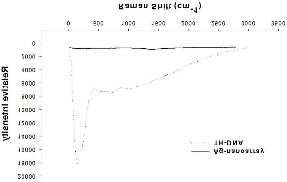 그림23. 은 나노 기판에 TH의 상보적 DNA의 라만 피크