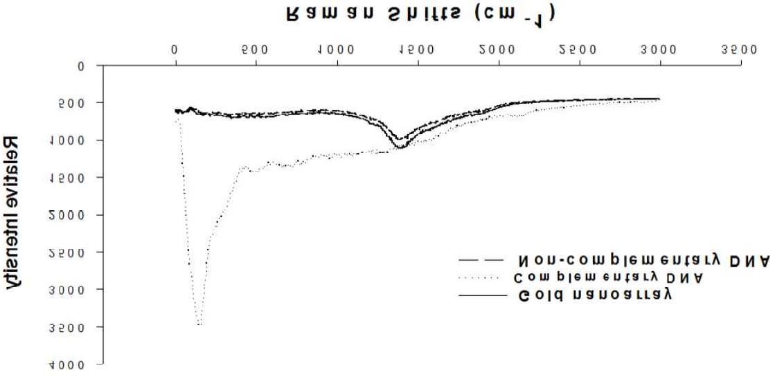 그림31. 상보적 비상보적 DNA 결합이 된 라만 피크