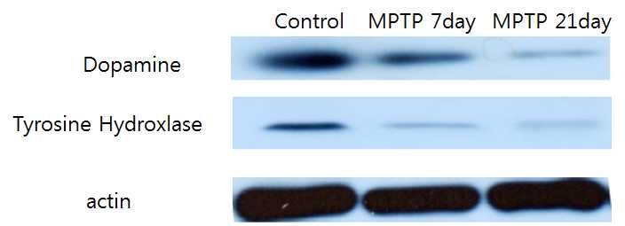 그림 33. 중뇌에서 도파민과 tyrosine hydroxylase 발현