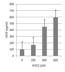 H2O2 처리 농도에 따른 VEGF secretion (ELISA)