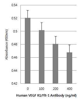 VEGF R1/Flt-1 Antibody