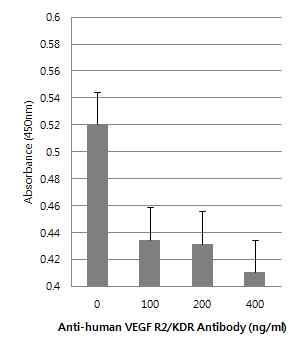 VEGF R2/KDR Antibody