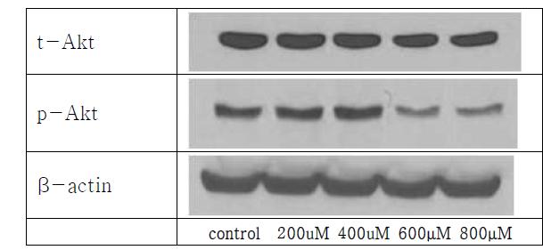 산화스트레스 하 Akt phosphorylation 변화