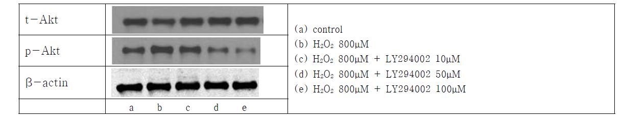 PI3K inhibitor 사용시 Akt phosphorylation 변화