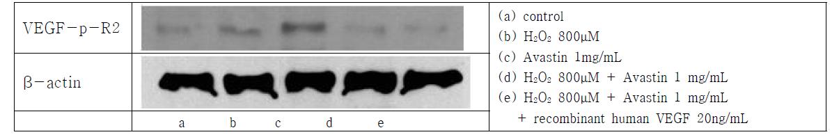 phosphorylated VEGF-R2 발현