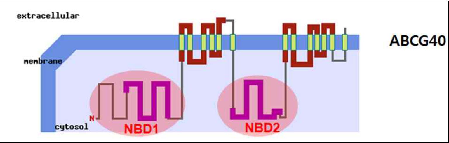 ABCG40 수 결송합체단의백 c질yt을os o찾lic기 N 위BD한1 YN2BHD 2s droemena에in 을 bait로 사용하였다.