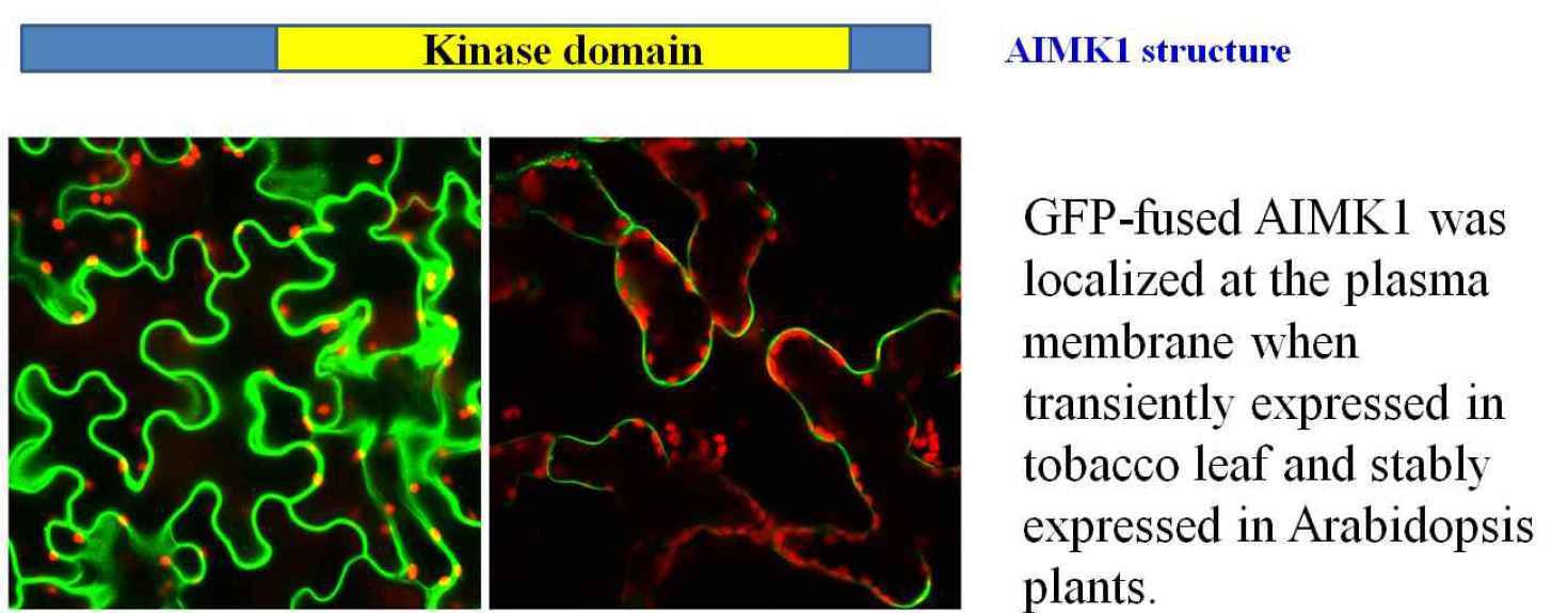 AIMK1은 세포막에 존재하는 MAP3 kinase 의 일종으로 conserved된 kinase domain을 갖고 있다.