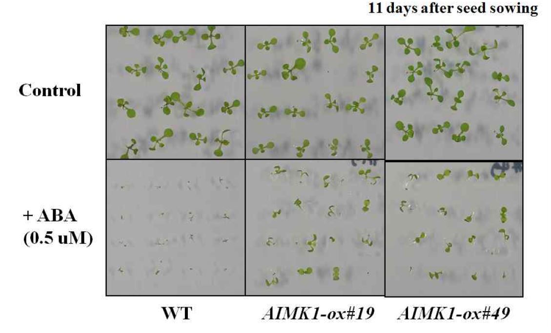 ABA가 있는 배지에서 어린 식물의 성장 비교